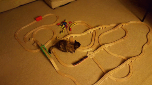 trains